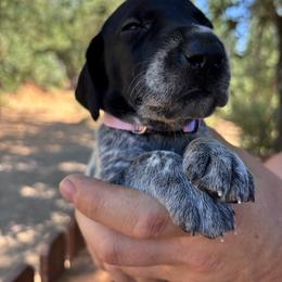 Ginger - lavender collar - Black roan female German Shorthaired Pointer puppy in Mokelumne Hill, California from Underhill GSP