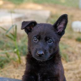 German Shepherd Puppies from Zwinger Vom Rabenauge