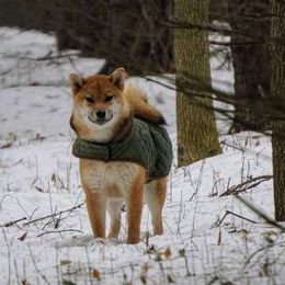 SOBA - Shiba Inu