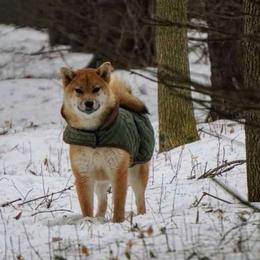 SOBA - Shiba Inu