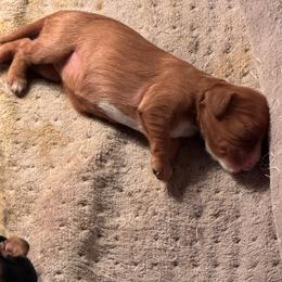 Girl - Ruby male Cavalier King Charles Spaniel puppy in Saint Augustine, Florida from STARGAZER CAVALIERS