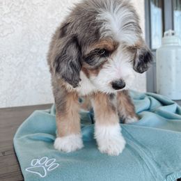Aussiedoodle and Bernedoodle Puppies from High Desert Doodles