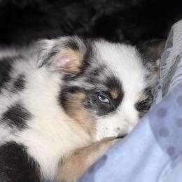 Miniature Australian Shepherd Puppies from Peace Creek Aussies