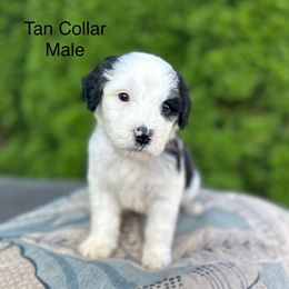 Tan Collar Male - Black and white male Sheepadoodle puppy in Hilton, New York from Finger Lakes Doodles