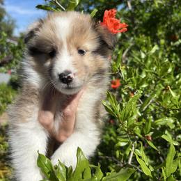 Violet - Sable merle and white female Shetland Sheepdog puppy in Oakley, California from SquiresShelties