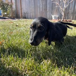Cavalier King Charles Spaniel and Dachshund Puppies from Cavalier Companions CO.