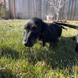 Cavalier King Charles Spaniel and Dachshund Puppies from Cavalier Companions CO.