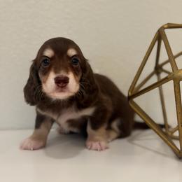 Graham - Chocolate and cream male Dachshund puppy in Fort Gibson, Oklahoma from Cooper’s Dachshunds