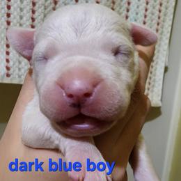 Boy 3 - male Dogo Argentino puppy in Blythe, California from Dogos del Gran Reino
