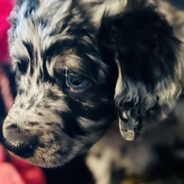 Aussiedoodle Puppies from Just Loving Doodles