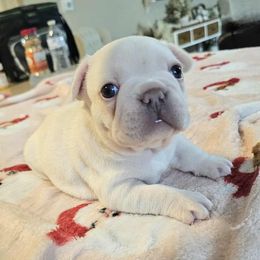 Sugar - Cream female French Bulldog puppy in Star City, Arkansas from T4 Farms