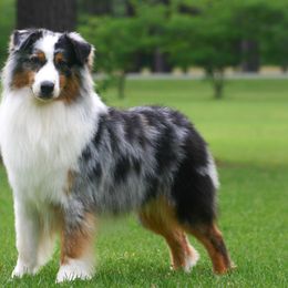 Bailie - Australian Shepherd