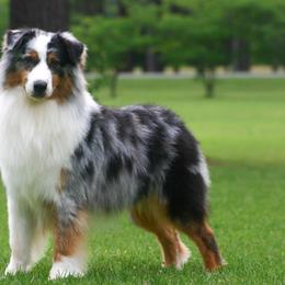 Bailie - Australian Shepherd