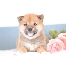 Matcha Red Girl - Red female Shiba Inu puppy in Neosho, Missouri from Sunny Terrace Shibas
