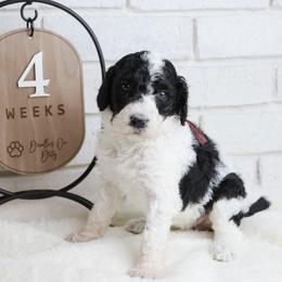 Jessie - Parti female Labradoodle puppy in Bryantown, Maryland from Doodles on Duty