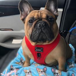 Yammy - French Bulldog