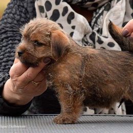 Norfolk Terrier Puppies from Regency Norfolks