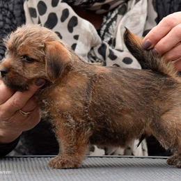 Norfolk Terrier Puppies from Regency Norfolks