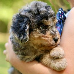 Mr.Brooks - male Bernedoodle puppy in Paoli, Indiana from Brambleberry Doodles