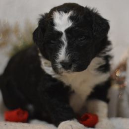 Aussiedoodle and Shichon Puppies from PTK Ranch