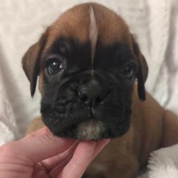 B - Fawn female Boxer puppy in Washington from Serenity Boxers