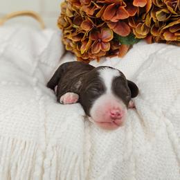 Boy 3 - Brown and white male Bernedoodle puppy in Russell Springs, Kentucky from 270 Doodles