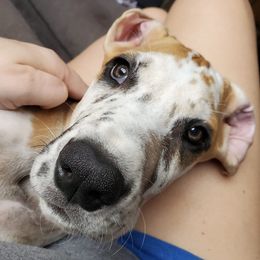 Great Danes from Vazquez Family Danes