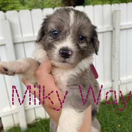 Aussiedoodle and Australian Shepherd Puppies from Rainbow Ranch