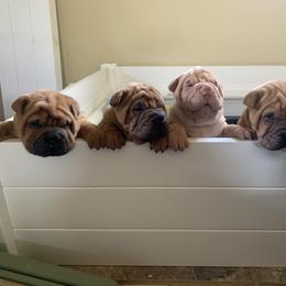 Chinese Shar-Pei and Pumi Puppies from Nixie Kennels
