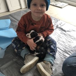 Cavalier King Charles Spaniel All Grown Up from Cutie Pie Cavaliers