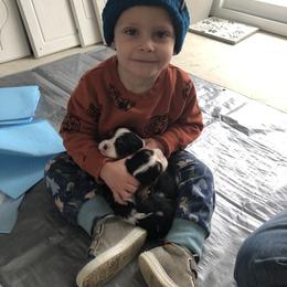 Cavalier King Charles Spaniel All Grown Up from Cutie Pie Cavaliers