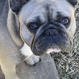 French Bulldogs from Jones Frenchies