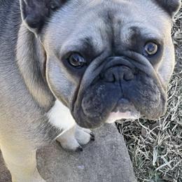 French Bulldogs from Jones Frenchies