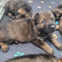 Ziva (Pink female) - Sable female German Shepherd puppy in Winchester, Kentucky from Del Lago Canine