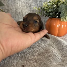 Moose - Dapple male Dachshund puppy in Temecula, California from Naomi Magee's Dachshund Kennel