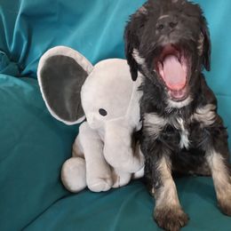 Bernedoodle Puppies from Positively Doodles