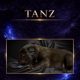 Tanz - Fawn sable male Belgian Malinois puppy in Chino, California from BlueStone K9