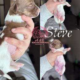 Steve - Brindle male Dachshund puppy in Hornbeck, Louisiana from A&Z Mini Dachshunds