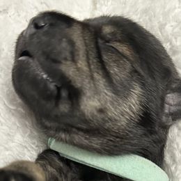 Boy 2 - Miniature Schnauzer puppy in Monroe, Washington from 4 Ever Schnauzers