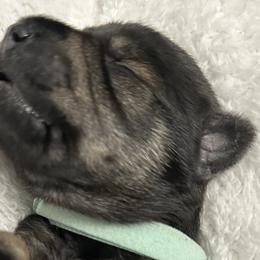 Boy 2 - Miniature Schnauzer puppy in Monroe, Washington from 4 Ever Schnauzers