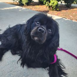 Magic - Cavalier King Charles Spaniel