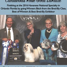 Havanese from Cahawba Havanese
