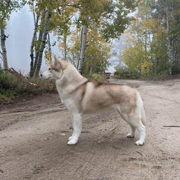 Siberian Husky All Grown Up from Twilights Kennel