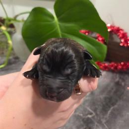 Cupid (green) - Black brindle male Dutch Shepherd puppy in Signal Mountain, Tennessee from Torgun Police Dogs