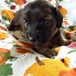 Yellow Collar Female - Red female Dachshund puppy in Madison, Michigan from Jensen Dobermans and Dachshunds