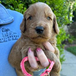 Peach - Red  female Goldendoodle puppy in Indian Trail, North Carolina from Castleberry Doodles and Poodles