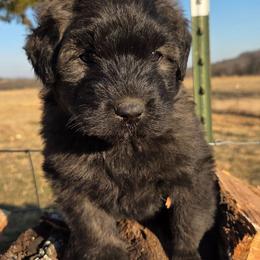 Maple - Brindle female Bouvier des Flandres puppy in Drury, Missouri from Black Bears Critters
