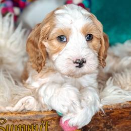 Summit - Caramel male Australian Labradoodle puppy in Decatur, Alabama from Southern Meadows Doodles