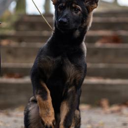 German Shepherd Puppies from Zwinger Vom Rabenauge