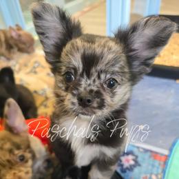 Boston - Merle male Chihuahua puppy in Bowdon, Georgia from Paschal's Pups